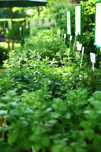 Herbs on the market — Stock Photo, Image