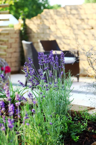 Lavender in garden — Stock Photo, Image