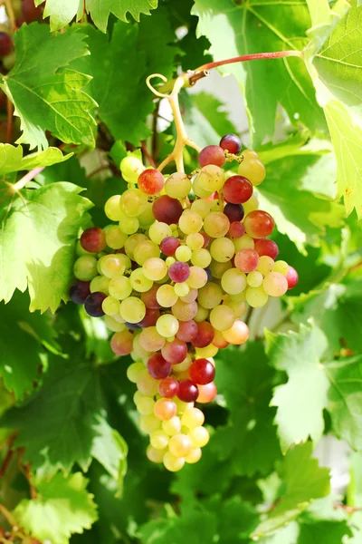 Onrijpe druiven in de tuin — Stockfoto