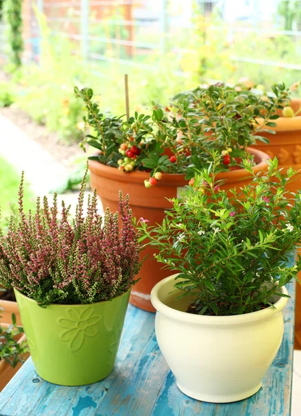 Outdoor flower pots — Stock Photo, Image