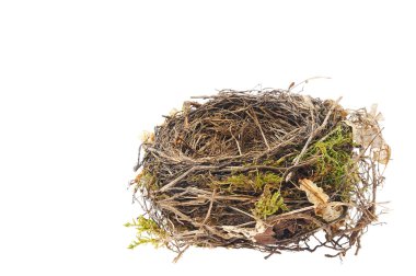 Detail of blackbird nest isolated on white clipart