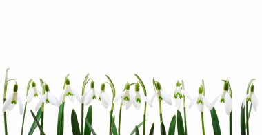 Group of snowdrop flowers growing in row, isolated on white background clipart