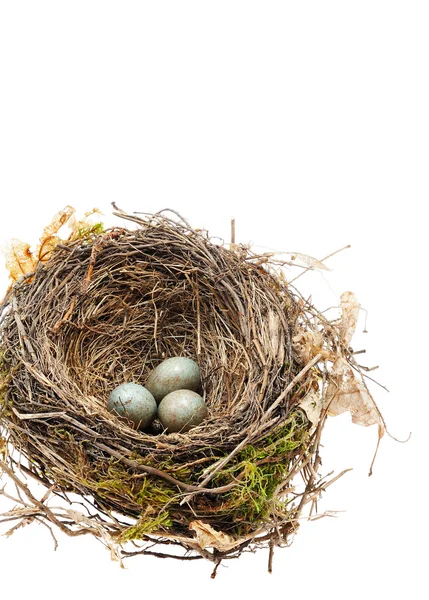 Detalle de huevos de mirlo en nido aislados en blanco — Foto de Stock