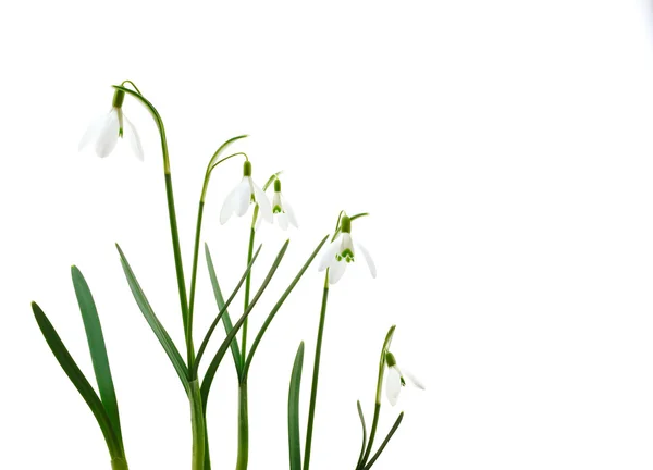 Groep van groeiende snowdrop bloemen geïsoleerd op witte achtergrond — Stockfoto