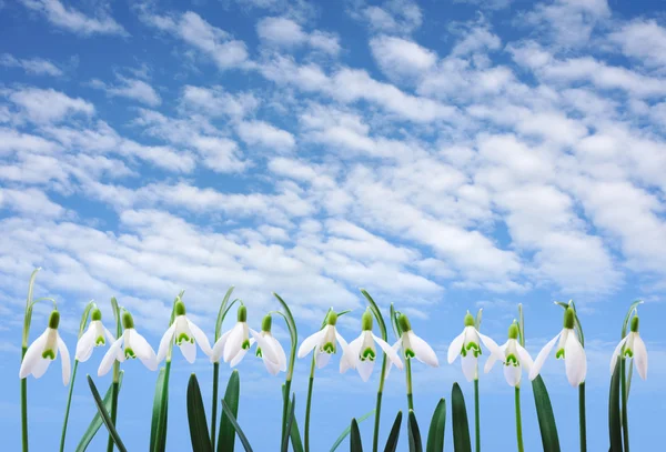 Groep van snowdrop bloemen groeien in rij over hemel met wolken — Stockfoto