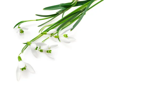スノー ドロップの花は白い背景で隔離のグループ — ストック写真