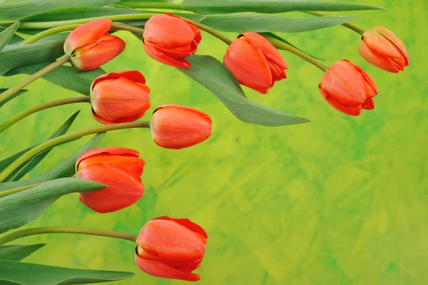 Група червоних тюльпанів на кольоровому фоні — стокове фото