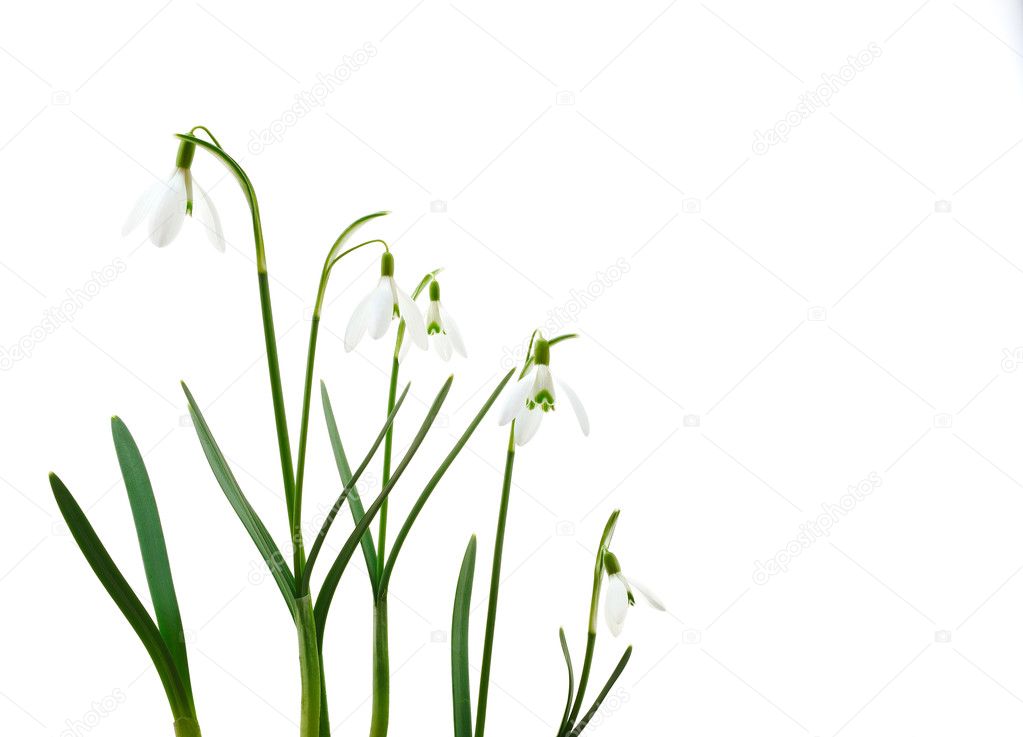 Group of growing snowdrop flowers isolated on white background