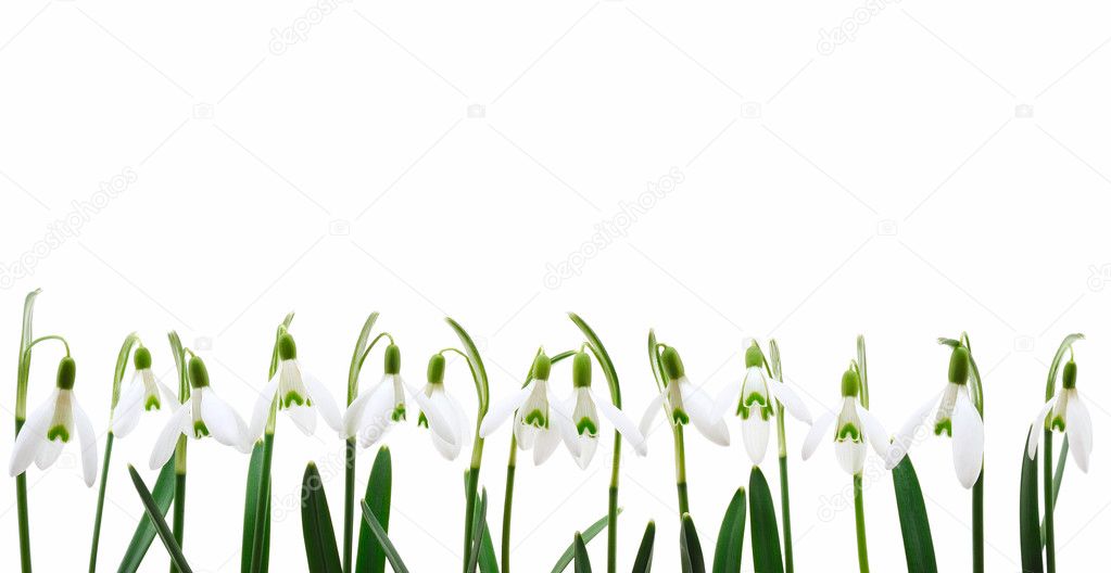 Group of snowdrop flowers growing in row, isolated on white background