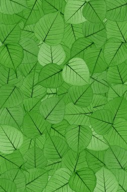 Green skeletal leaves - background. clipart