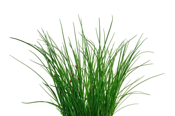 Fresh chives isolated on white background. Clipping path included. — Stock Photo, Image