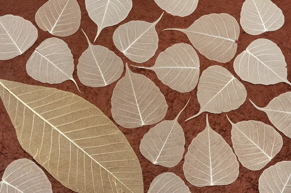 Hojas esqueléticas sobre papel marrón hecho a mano - fondo — Foto de Stock