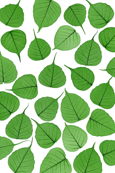 Skeletal leaves on white - background. Clipping path included. — Stock Photo, Image