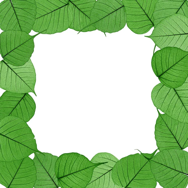 Skeletal leaves on white background - frame . Clipping path included. — Stock Photo, Image