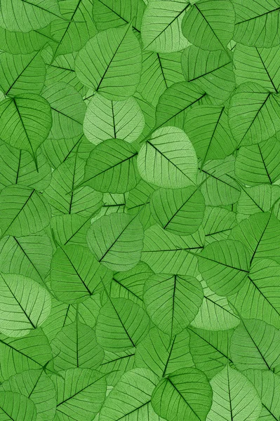 Zielone liście szkieletowe - tło. — Zdjęcie stockowe