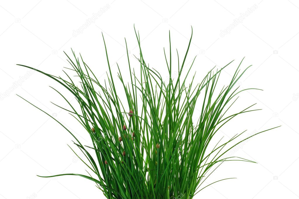 Fresh chives isolated on white background. Clipping path included.