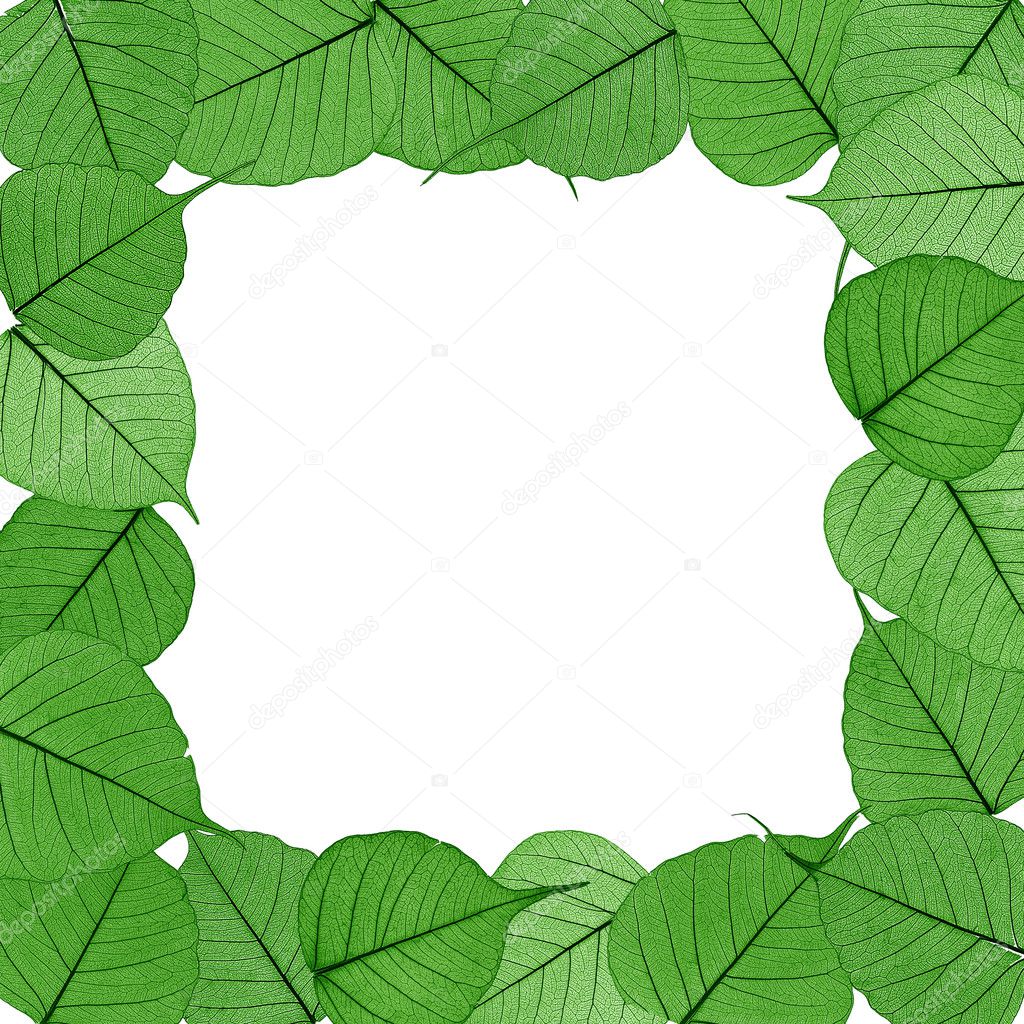 Skeletal leaves on white background - frame . Clipping path included.