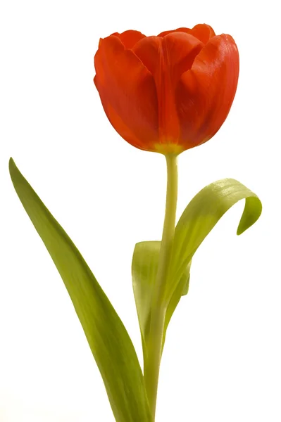 Тюльпан-квітка — стокове фото