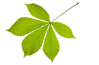 Chestnut leaf clipart