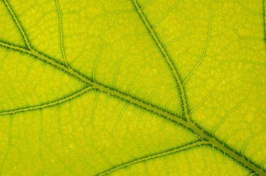 Oak leaf detail clipart