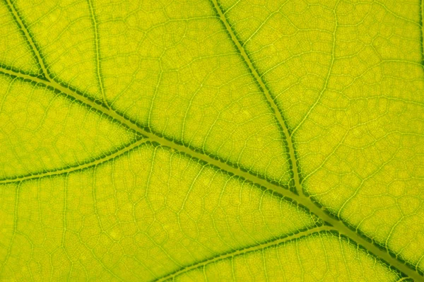 stock image Oak leaf detail