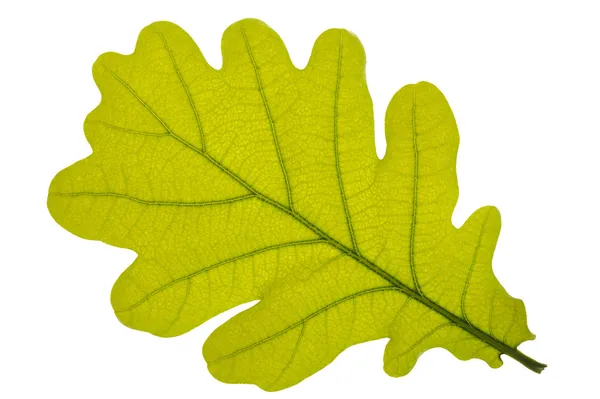 Oak leaf — Stock Photo, Image