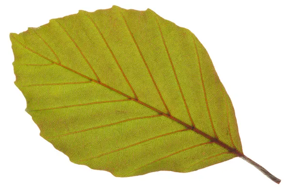 Kayın ağacı yaprağı — Stok fotoğraf