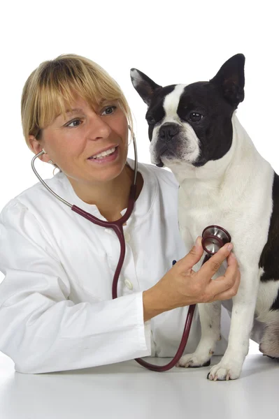 Жіночий ветеринара лікар — стокове фото