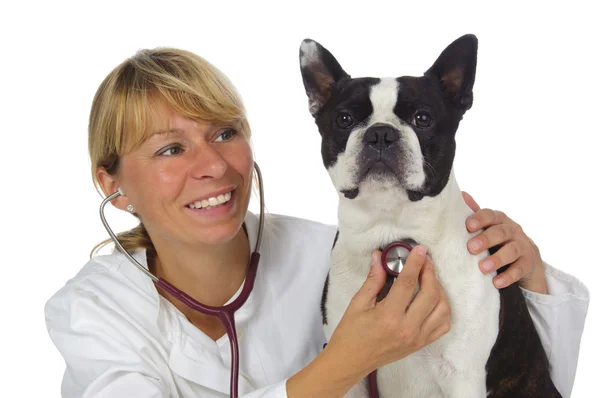 Жіночий ветеринара лікар — стокове фото