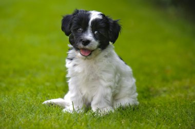 yavru köpek havanese