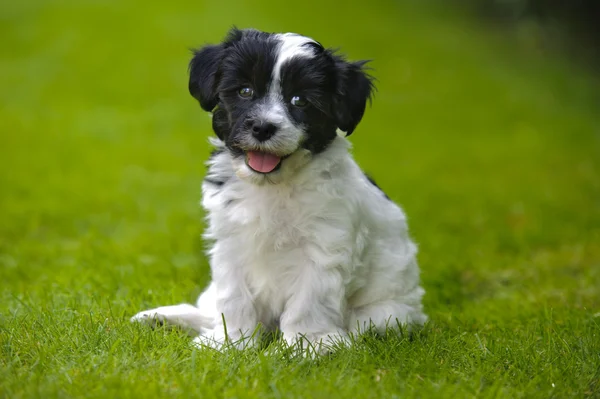 Puppy dog havanese — Stock Photo, Image