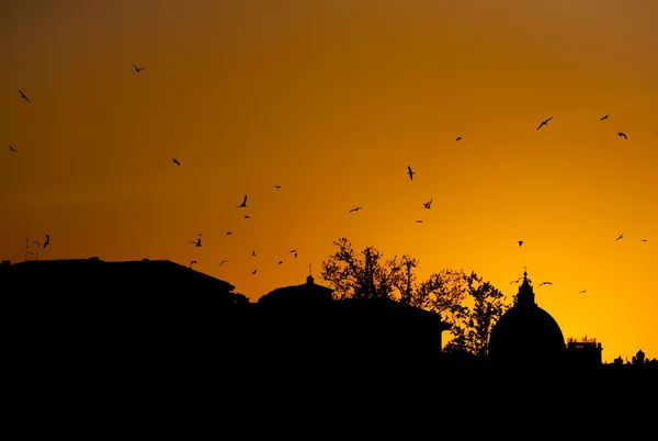 stock image Crows over the Vatican