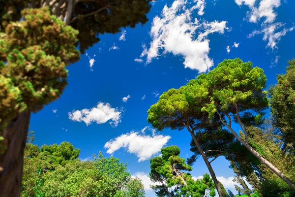 Green forrest - blue sky — Stock Photo, Image