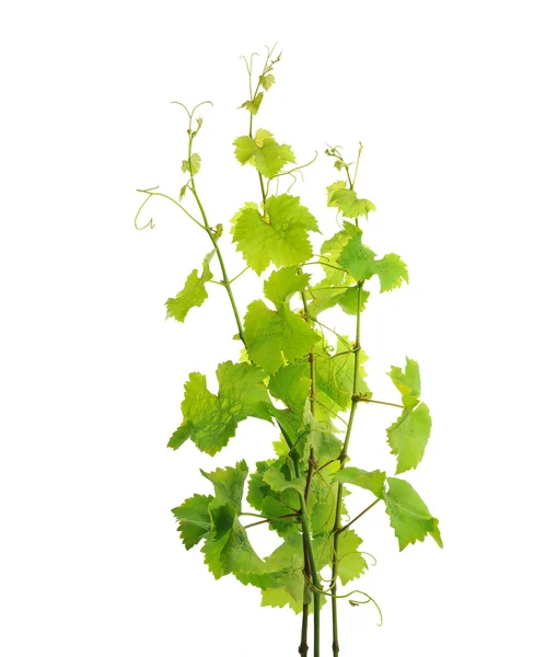 Grapevine branches — Stock Photo, Image