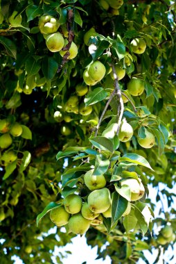 Organik homegrown armut ağacında