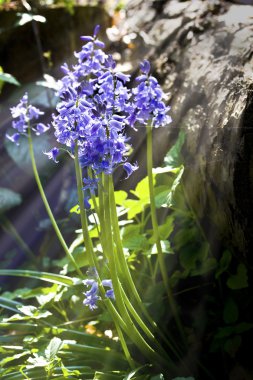 Bluebells yakın çekim güneş ışığı aracılığıyla akış