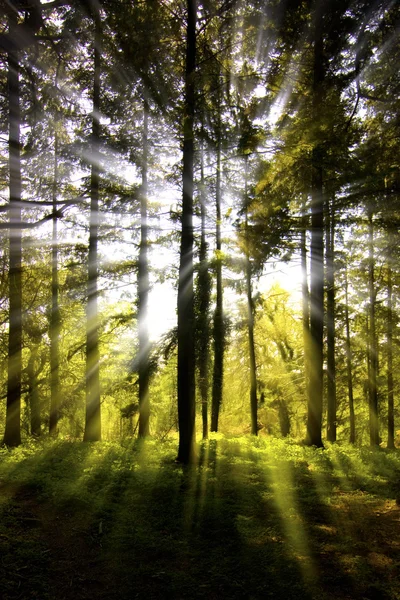 Sunburst através de uma área arborizada — Fotografia de Stock