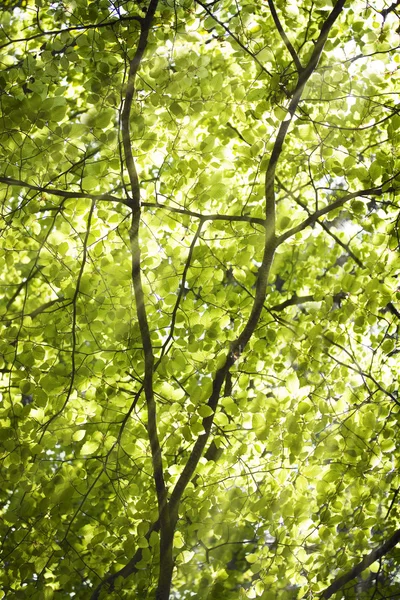 Folhas de árvore com sol fluindo através — Fotografia de Stock