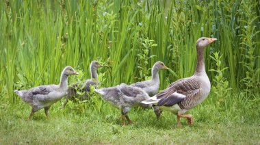 Mother goose leading goslings in the wild clipart