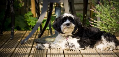 Dog laying on decking in the sun clipart