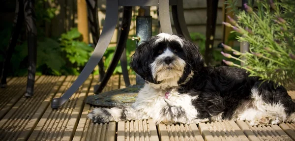 Собака лежить на палубі на сонці — стокове фото