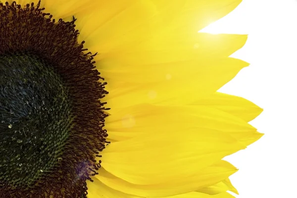 Sunflower close up with sunshine coming though — Stock Photo, Image
