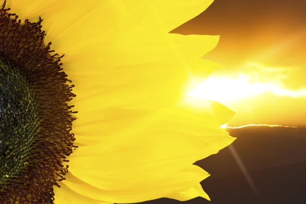 Sunflower closeup and sunset lighting — Stock Photo, Image