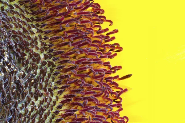 Олія соняшникова макрос крупним планом — стокове фото