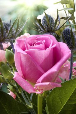 English pink rose close up in garden with sun clipart