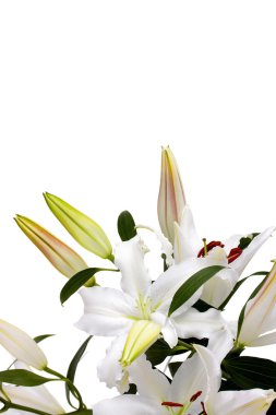 White lilies with copy space clipart