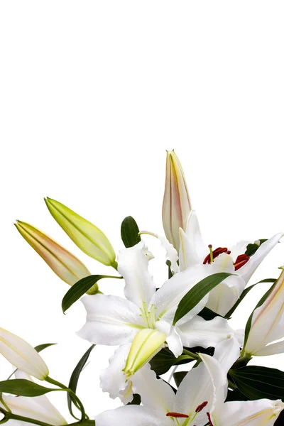 stock image White lilies with copy space