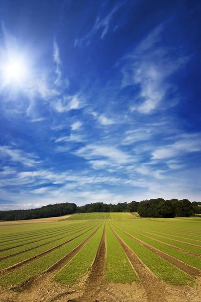 Landbouwgrond furrows in perspectief met blauwe luchten — Stockfoto