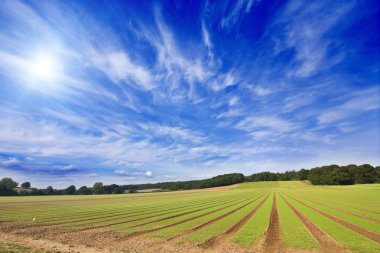 tarım arazileri gozlerime mavi gökyüzü ile perspektif