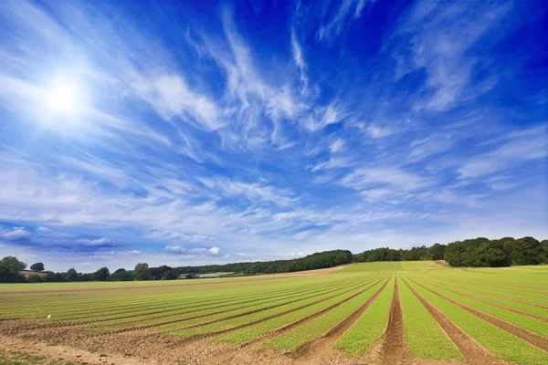 Surcos de tierras de cultivo en perspectiva con cielos azules — Foto de Stock